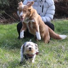 Yorkshire terrier Perle
