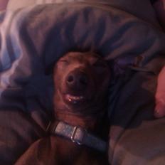 Italiensk mynde sasso [passer]