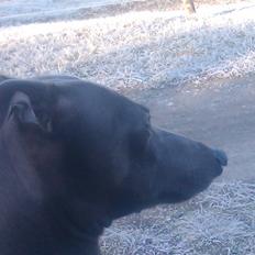 Italiensk mynde sasso [passer]