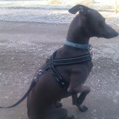 Italiensk mynde sasso [passer]