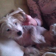 Chinese crested hårløs Mille