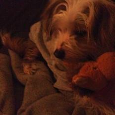 Chinese crested hårløs Mille