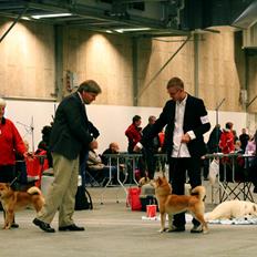 Shiba Simba (Alina's Beniaka)