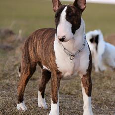 Bullterrier Wehlast bull's Beautyfull Bellarina