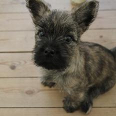 Cairn terrier Tofthus' Xaron (Murphy)