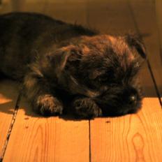 Cairn terrier Tofthus' Xaron (Murphy)