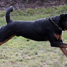 Rottweiler Haiki's Bogart