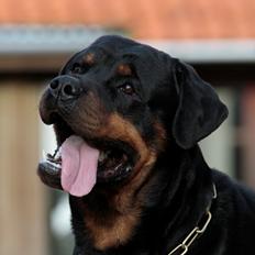 Rottweiler Haiki's Bogart