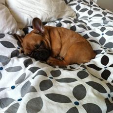 Fransk bulldog Luna :)