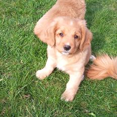 Nova scotia duck tolling retriever Vitus (bol tol)