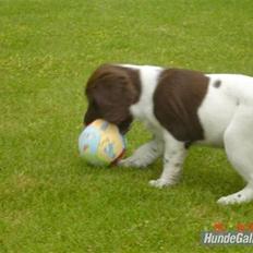 Engelsk springer spaniel Loke