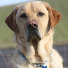 Blanding af racer Luckie