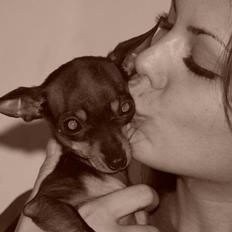 Prazsky krysarik ab PEPSI 