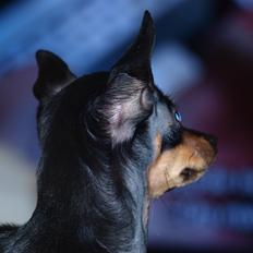 Prazsky krysarik ab PEPSI 