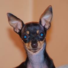 Prazsky krysarik ab PEPSI 