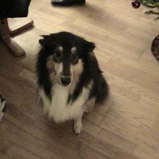 Collie langhåret Bailey