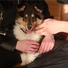 Collie langhåret Bailey