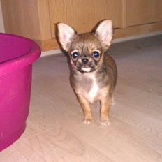 Chihuahua Selma