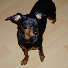 Dvaergpinscher Zappi