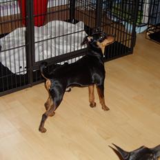 Dvaergpinscher Zappi