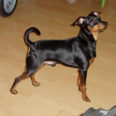 Dvaergpinscher Zappi