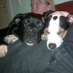 Dansk svensk gaardhund Speedy