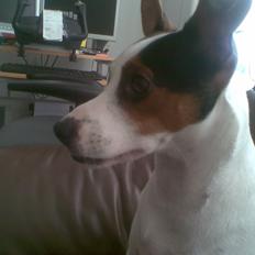 Dansk svensk gaardhund Speedy