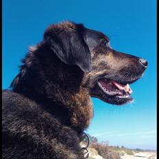 Blanding af racer Oskar R.I.P