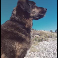 Blanding af racer Oskar R.I.P