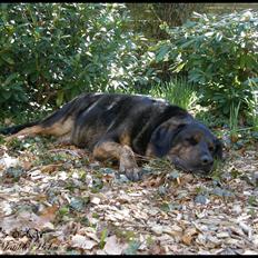 Blanding af racer Oskar R.I.P