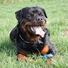 Rottweiler Hobie Vom Hause Luna