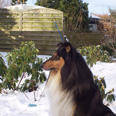 Collie langhåret Santos (himmelhund)