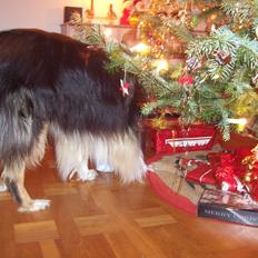 Collie langhåret Santos (himmelhund)