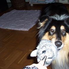 Collie langhåret Santos (himmelhund)