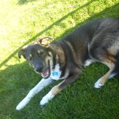 Blanding af racer Tyson