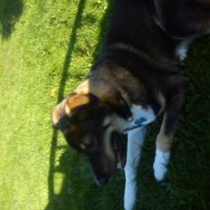 Blanding af racer Tyson