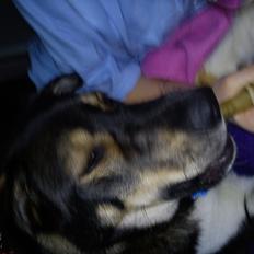 Blanding af racer Tyson