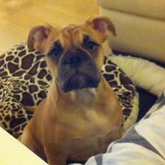 Olde english bulldogge Bullinas Frida