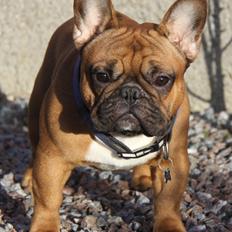 Fransk bulldog Djon