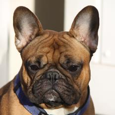 Fransk bulldog Djon