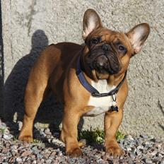 Fransk bulldog Djon