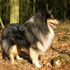 Collie langhåret Zantos