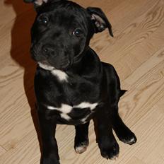 Staffordshire bull terrier *Cuba* R.I.P.
