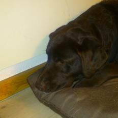 Labrador retriever Tidligere hund Mille