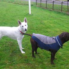 Labrador retriever Tidligere hund Mille