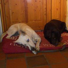 Labrador retriever Tidligere hund Mille