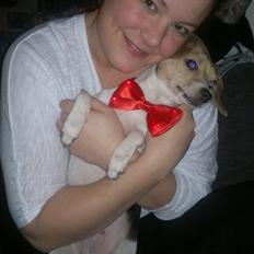 Dansk svensk gaardhund Samba