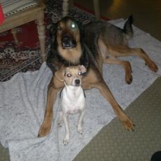 Dansk svensk gaardhund Samba