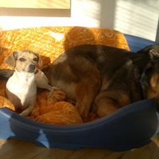 Dansk svensk gaardhund Samba