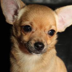 Chihuahua Montelinos Macarius *Max*